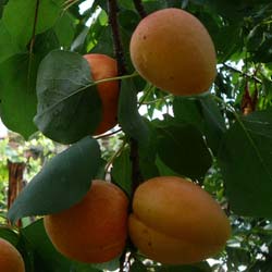 Prunus Hatif de Colomer